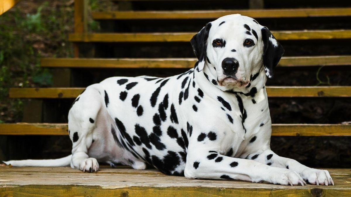 Understanding the ⁣Temperament of ‌Dalmatians and Their Interactions with Children