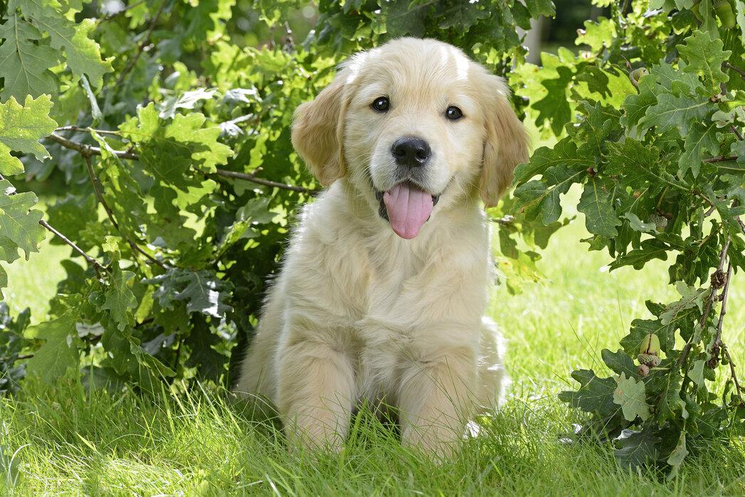 Understanding Nutritional ⁤Needs of Golden Retriever Puppies