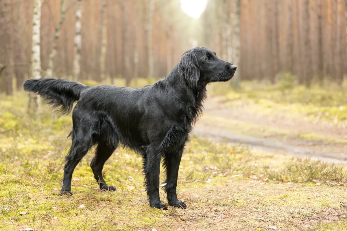 Embracing Energy: Keeping Your ⁤Flat Coated Retriever Active‌ and Engaged