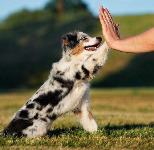 Key Training Techniques to ⁣Engage Your Australian Shepherd