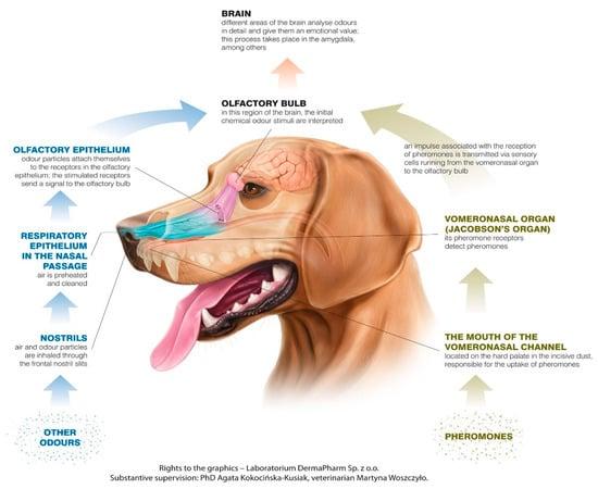 The⁣ Role‌ of Scent in Canine Behavior and ​Communication