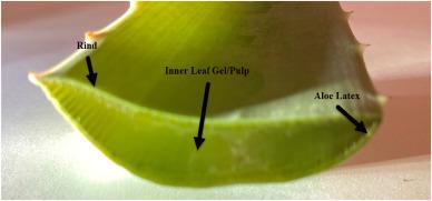 Safe Preparation and Serving Suggestions for Aloe