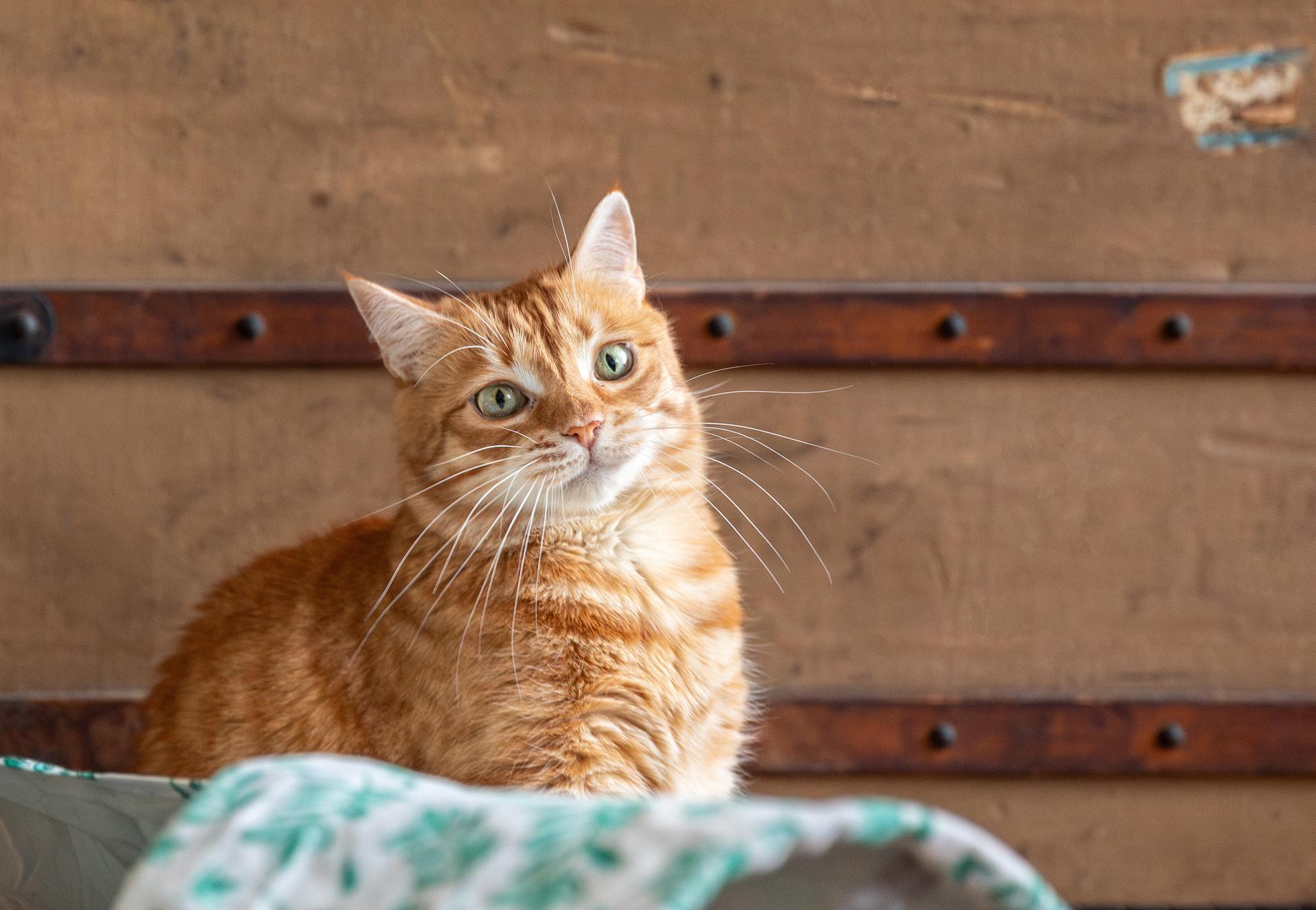 Understanding Cat Temperaments⁣ and⁢ Social Behaviors