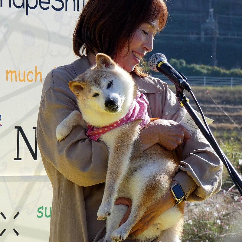 Legacy of Kabosu: The Iconic Shiba Inu Behind the Doge Meme