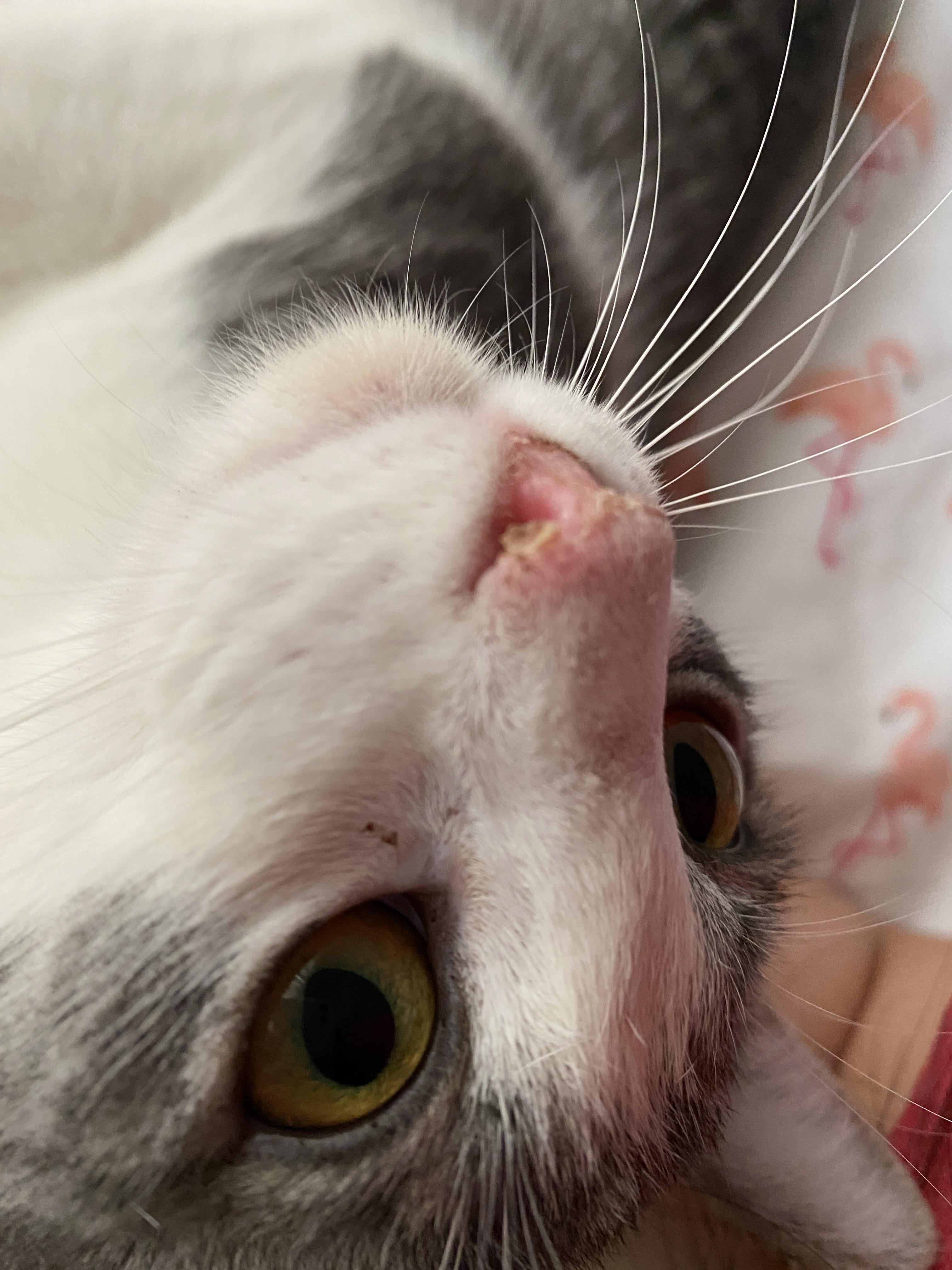 Understanding the Importance of a Cats Nose Moisture