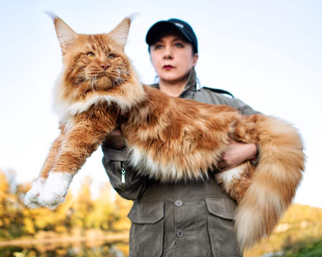 Understanding the ​Unique Personality Traits of Female Maine Coons