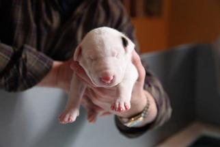 Caring for Puppies During Their Vision Transition