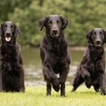 Flat Coated Retriever Temperament: A Guide for New Owners