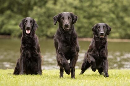 Flat Coated Retriever Temperament: A Guide for New Owners