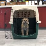 How to Crate Train an Older Dog: Tips for Success