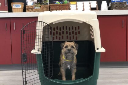 How to Crate Train an Older Dog: Tips for Success