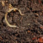 Short White Worms in Dog Poop: What They Mean for Your Pet’s Health