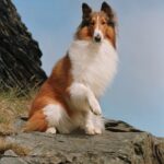 What Kind of Dog Was Lassie? All About This Famous Breed