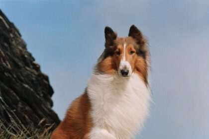 What Kind of Dog Was Lassie? All About This Famous Breed