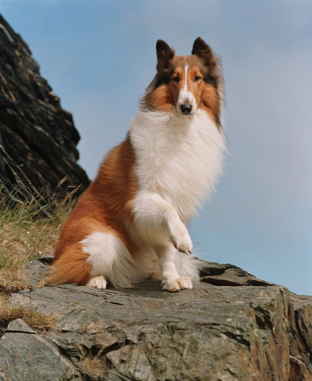 What Kind of Dog Was Lassie? All About This Famous Breed