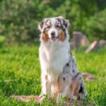 Are Australian Shepherds Easy to Train? Tips for Success