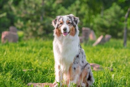 Are Australian Shepherds Easy to Train? Tips for Success