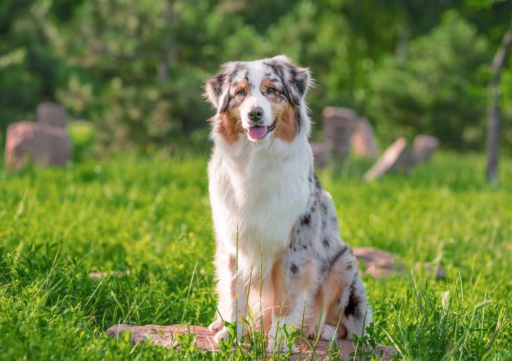 Are Australian Shepherds Easy to Train? Tips for Success