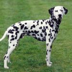 Are Dalmatians Good with Kids? What to Consider Before Adopting