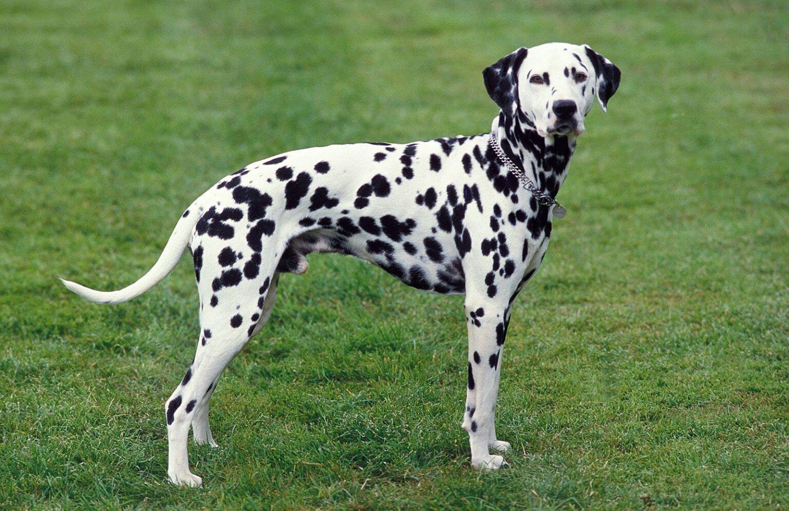 Are Dalmatians Good with Kids? What to Consider Before Adopting