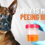 Dog Peeing Blood But Acting Normal? Possible Causes and Actions