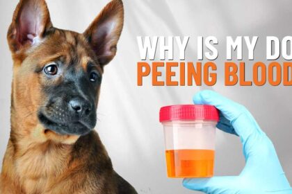 Dog Peeing Blood But Acting Normal? Possible Causes and Actions