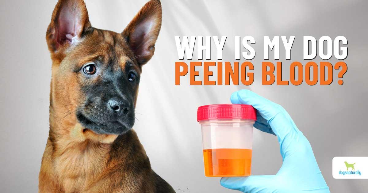 Dog Peeing Blood But Acting Normal? Possible Causes and Actions