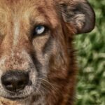 Dog with Two Different Colored Eyes: The Science Behind It