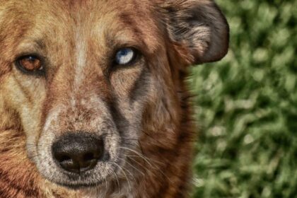 Dog with Two Different Colored Eyes: The Science Behind It