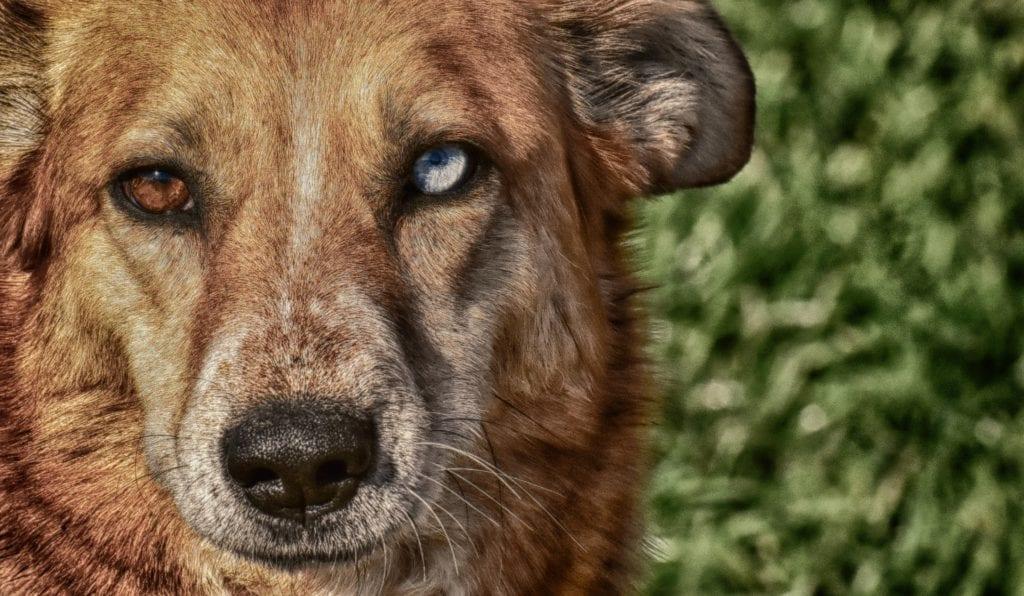 Dog with Two Different Colored Eyes: The Science Behind It