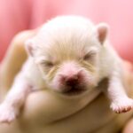 When Can You Take Puppies Outside? Safety Tips for New Pet Parents