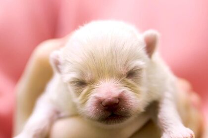 When Can You Take Puppies Outside? Safety Tips for New Pet Parents