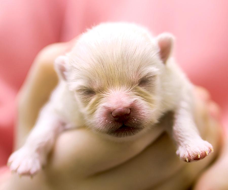 When Can You Take Puppies Outside? Safety Tips for New Pet Parents