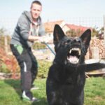 How to Train an Aggressive Dog: Steps to a Happier Pet