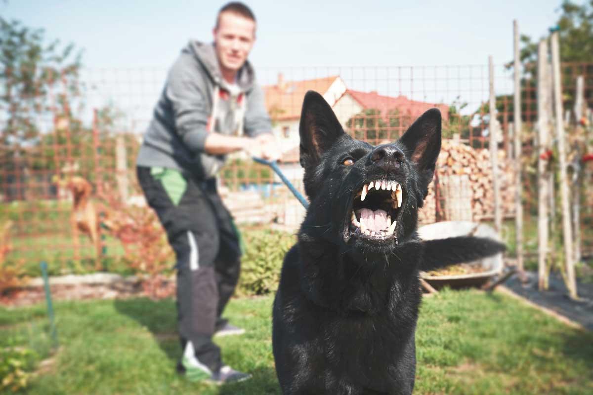 How to Train an Aggressive Dog: Steps to a Happier Pet