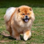 Are Chow Chows Aggressive? What You Need to Know Before Adopting