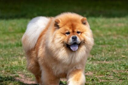 Are Chow Chows Aggressive? What You Need to Know Before Adopting