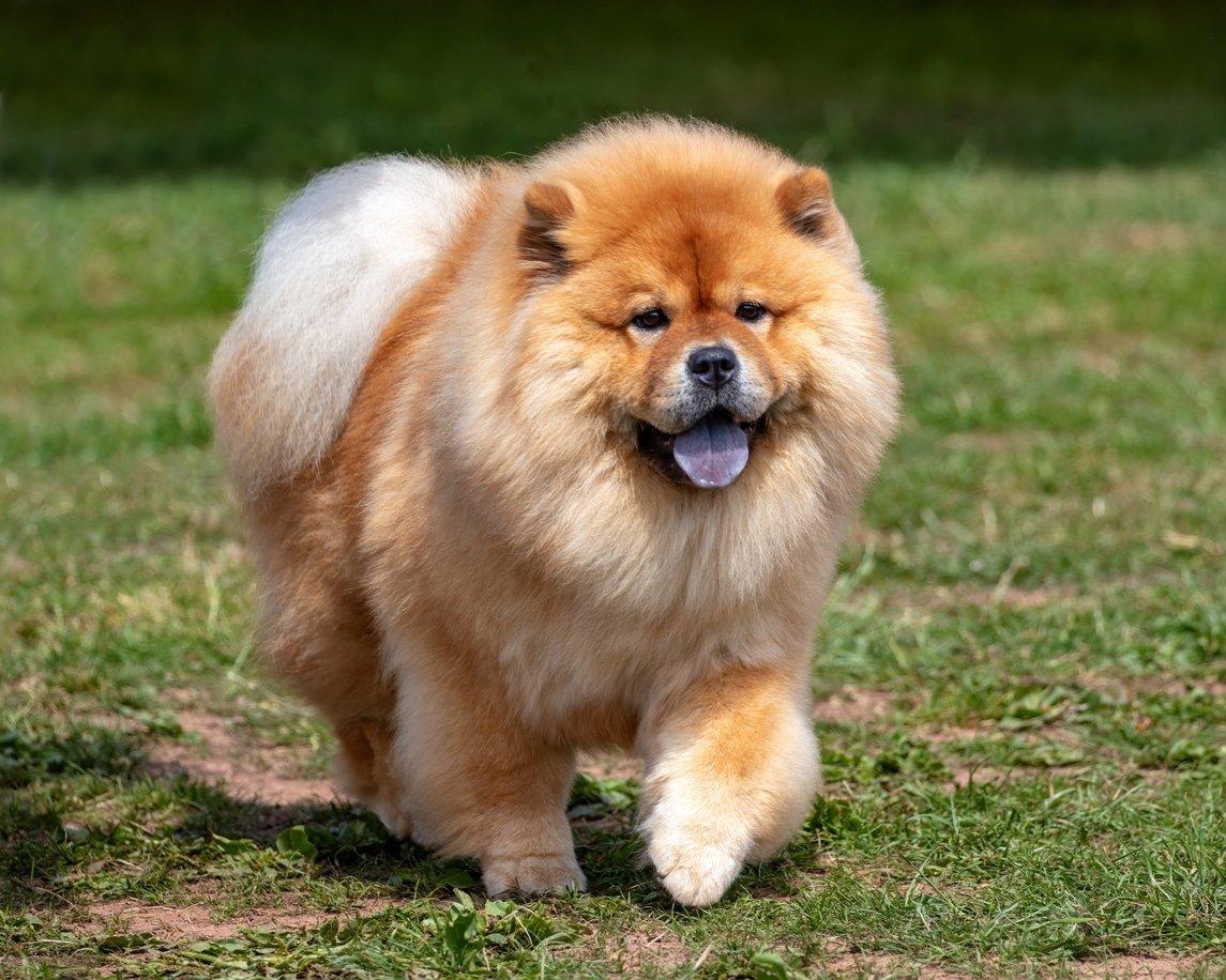 Are Chow Chows Aggressive? What You Need to Know Before Adopting