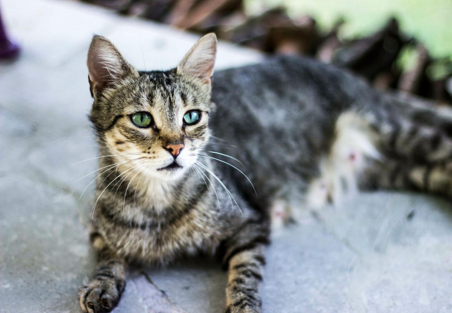 Why Do Cats Stick Their Tongue Out? The Adorable Reason Behind It