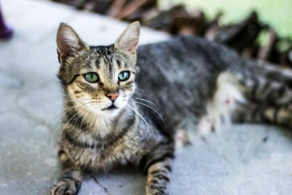 Why Do Cats Stick Their Tongue Out? The Adorable Reason Behind It