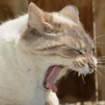 What to Do If Cat Is Choking: Steps to Help in an Emergency