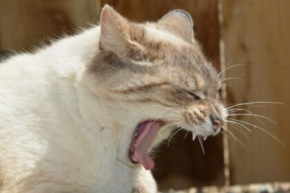 What to Do If Cat Is Choking: Steps to Help in an Emergency