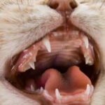 When Do Kittens Teeth? What to Expect During the Teething Stage