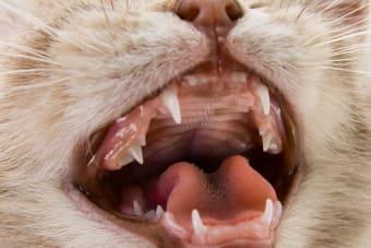 When Do Kittens Teeth? What to Expect During the Teething Stage