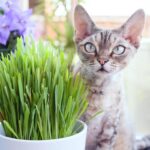 Is Cat Grass Good for Cats? Benefits of This Natural Treat