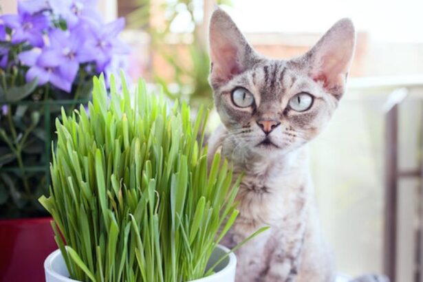 Is Cat Grass Good for Cats? Benefits of This Natural Treat