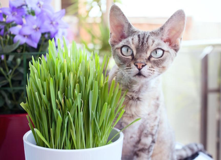 Is Cat Grass Good for Cats? Benefits of This Natural Treat