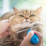 Can You Use Human Shampoo on Cats? Important Grooming Tips