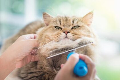 Can You Use Human Shampoo on Cats? Important Grooming Tips