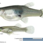 Fish Laying on Bottom of Tank? Understanding Fish Behavior